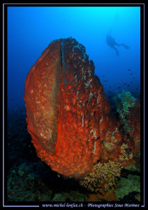 Diving Lembeh region... Que du bonheur... :O). by Michel Lonfat 